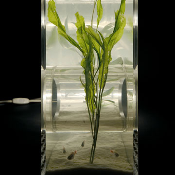 �Ɩ��t������/�v���C�x�[�g �A�N�A���E��